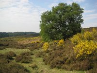 NL, Gelderland, Rheden, Herikhuizerveld 8, Saxifraga-Henk Sierdsema